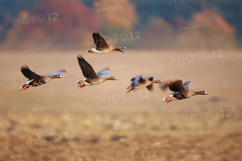 Greater White-fronted Goose (Anser albifrons) flying, Brandenburg, Germany