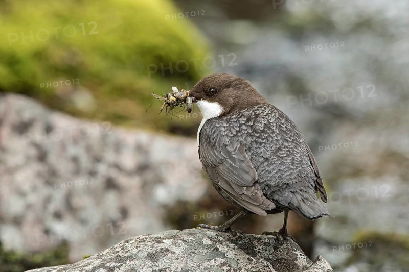 White-throated Dipper (Cinclus cinclus cinclus) with insects in its beak, Dalarna, Sweden