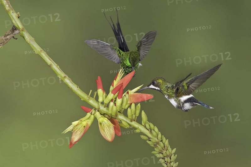 Black-bellied Thorntail (Discosura langsdorffi), Ecuador