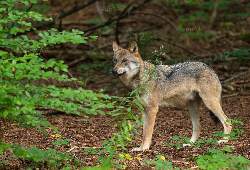 Wolf (Canis lupus) standing in the forest and looking attentively, captive, Bavarian Forest National Park, Bavaria, Germany