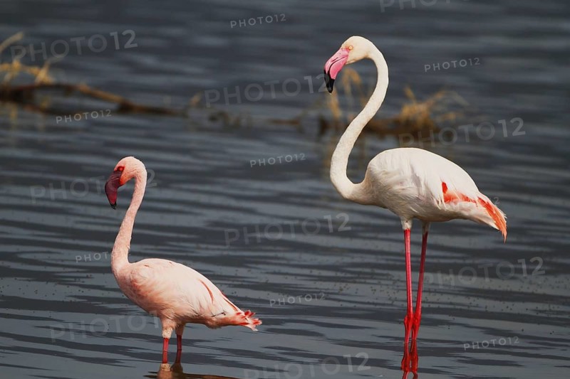 Lesser Flamingo & Greater Flamingo (Phoeniconaias minor & Phoenicopterus roseus), Lake Bogoria, Kenya