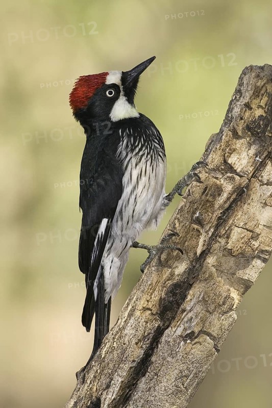 Acorn Woodpecker (Melanerpes formicivorus), Arizona, USA