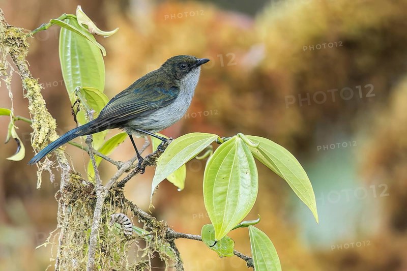 Fan-tailed Berrypecker (Melanocharis versteri) perched on a branch in Papua New Guinea