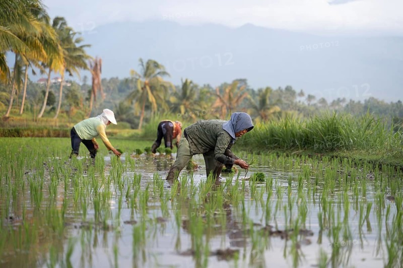 Farmers in Indonesia labor in vibrant, green rice fields, surrounded by tropical landscapes. The scene captures the essence of rural life and agricultural dedication