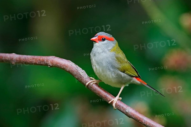 Red-browed Finch (Neochmia temporalis) perched on a branch, Queensland, Australia