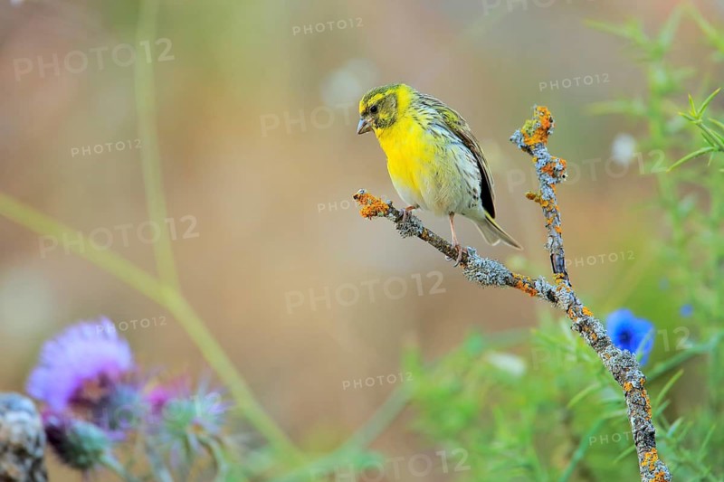 European Serin (Serinus serinus) male, Andalusia, Spain