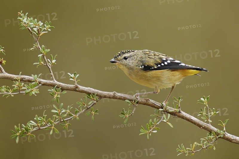 Spotted Pardalote (Pardalotus punctatus), Victoria, Australia