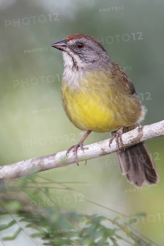 Zapata Sparrow (Torreornis inexpectata) perched on a branch in Cuba