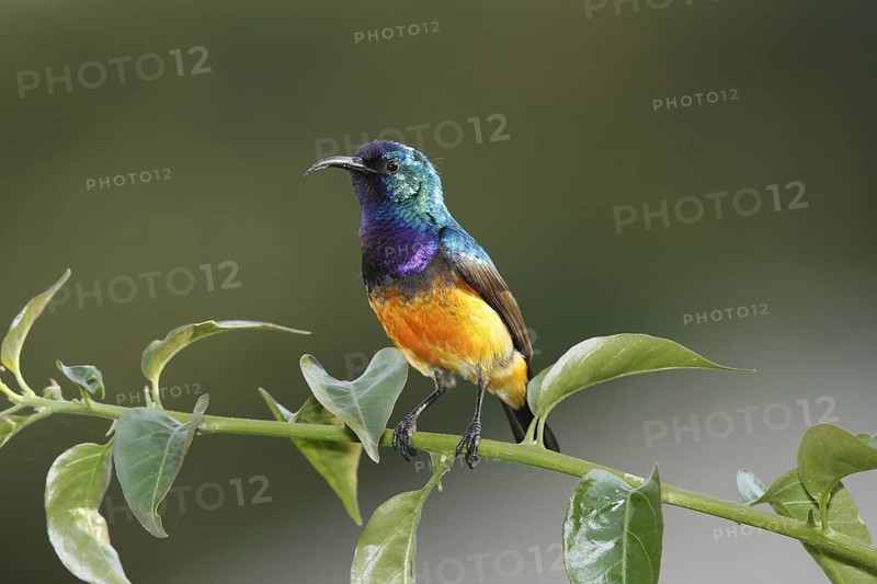 Variable Sunbird, Cinnyris venustus
