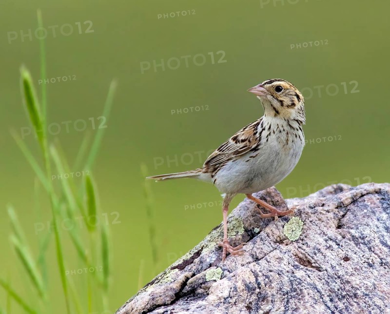 Baird's Sparrow, Ammodramus bairdii, perched in field at Grasslands National Park, Saskatchewan, Canada