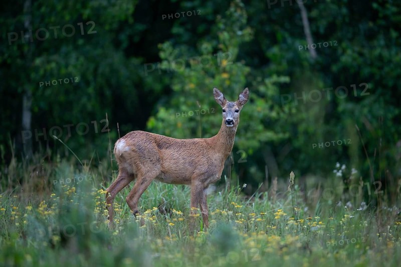 Roe deer (Capreolus capreolus), doe at attention in a forest clearing, Tyrol, Austria