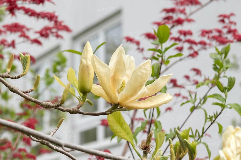 Yulan magnolia (Magnolia denudata YELLOW RIVER), calf family garden, Germany