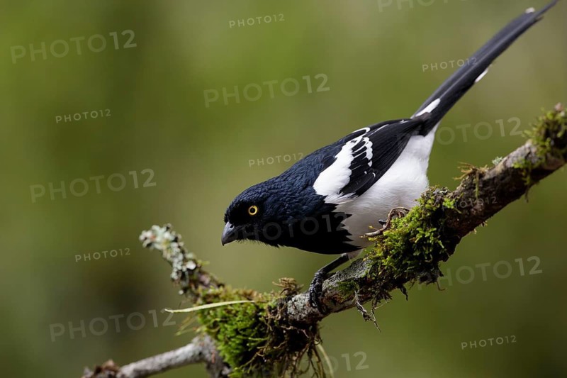 Magpie Tanager (Cissopis leverianus) perched on a branch, Atlantic rainforest, Brazil
