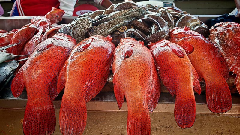 Large red fish, parrotfish (Scarinae) and moray eels (muraena helena) neatly presented on a market stall, Mindelo fish market, Mindelo, Sao Vicente, Cabo Verde, Cape Verde, Cape Verde