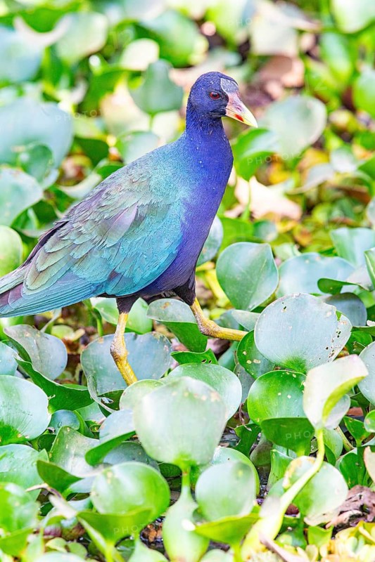 American purple gallinule (Porphyrio martinicus) Pantanal Brazil