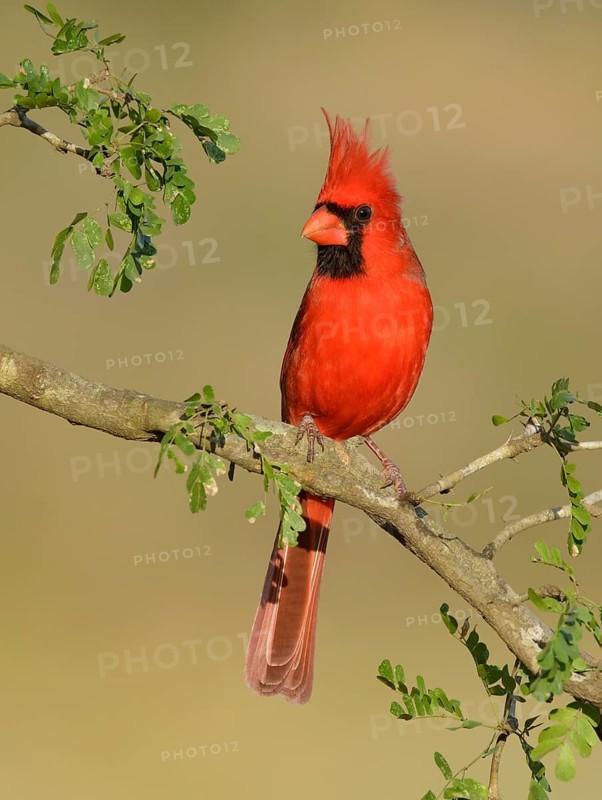 Northern Cardinal (Cardinalis cardinalis) male perched on a branch, Texas, USA