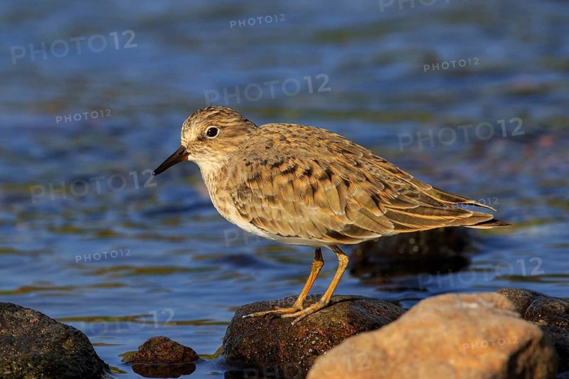 Temminck's Stint (Calidris temminckii), Greece