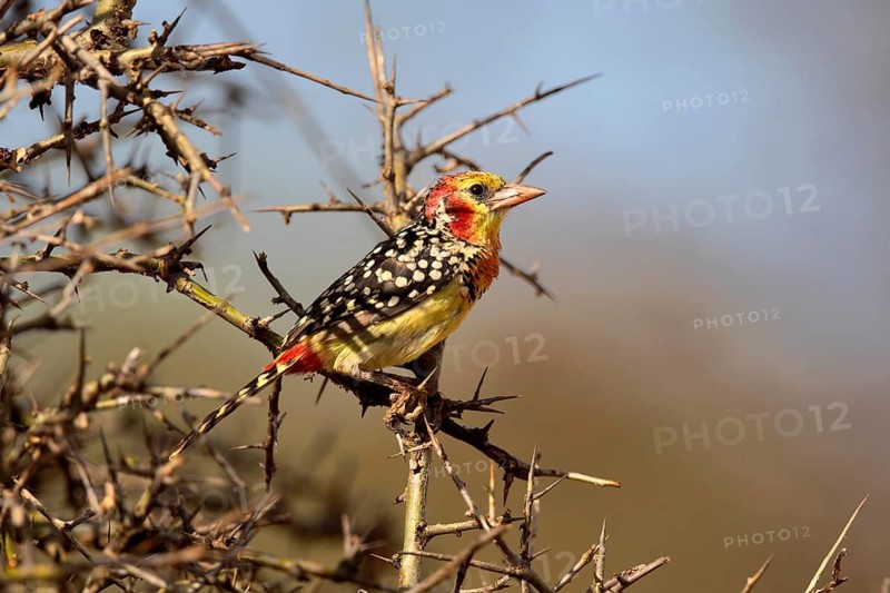 Red-and-yellow Barbet (Trachyphonus erythrocephalus) perched on a branch, Oromia, Ethiopia