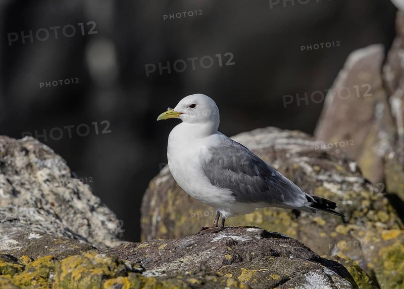 Black-legged Kittiwake (Rissa tridactyla) on a cliff, Scotland, United Kingdom