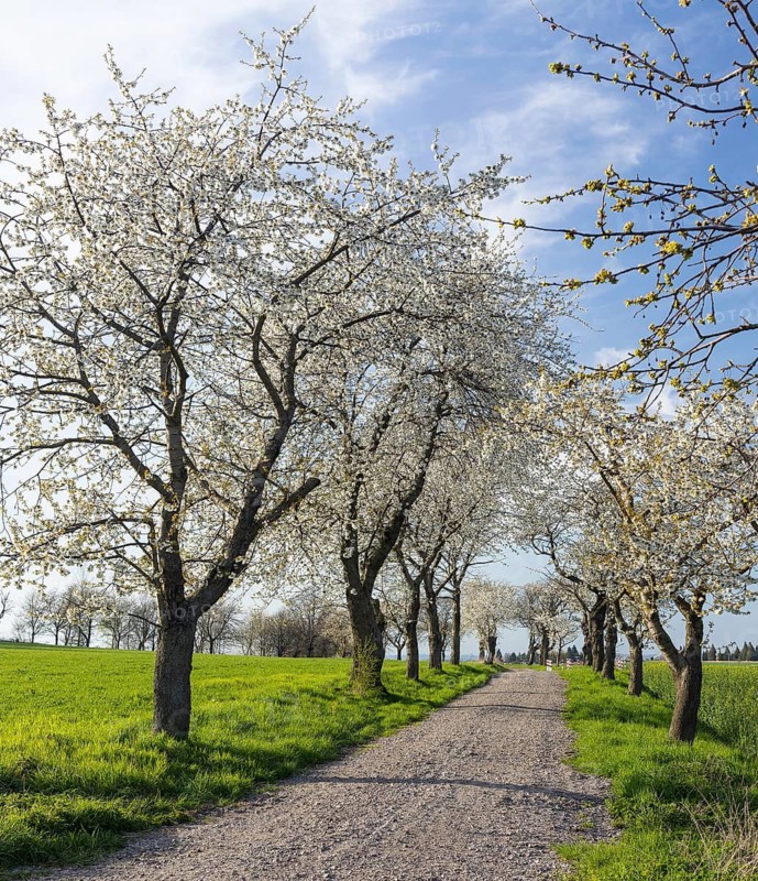 Old cherry tree avenue (Prunus) in bloom, Klipphausen, Saxony, Germany