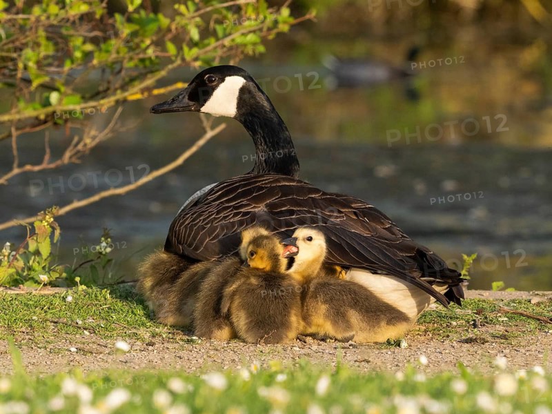 Canada goose (Branta canadensis), adult female bird, resting and brooding her goslings under her feathers, at the side of a lake, Hesse, Germany