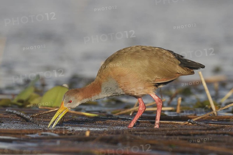 Giant Wood Rail (Aramides ypecaha) foraging, Corrientes, Argentina