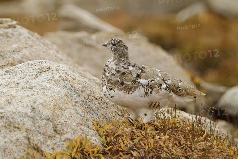 White-tailed Ptarmigan (Lagopus leucura), California, USA