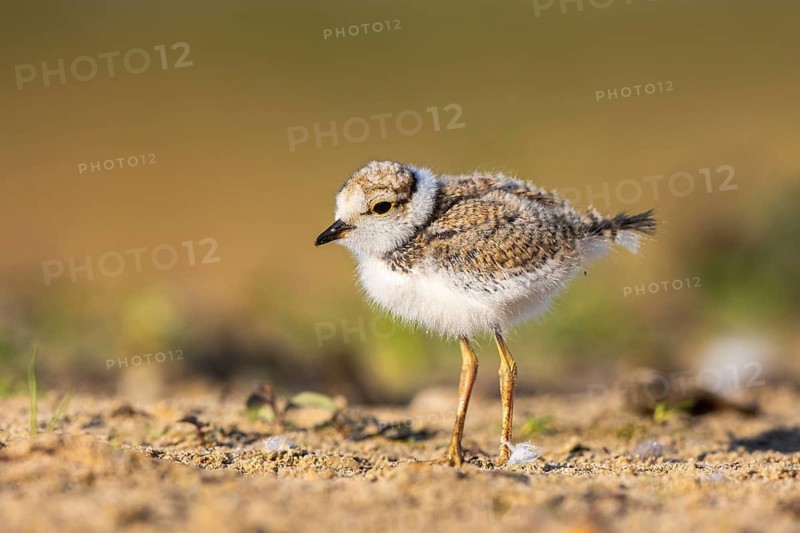 Little Ringed Plover (Charadrius dubius) chick, North Rhine-Westphalia, Germany