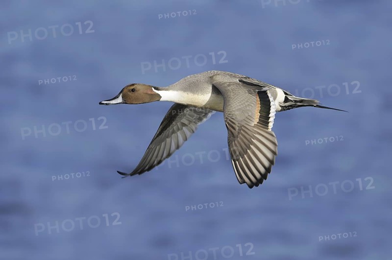 Northern Pintail (Anas acuta) male flying, British Columbia, Canada