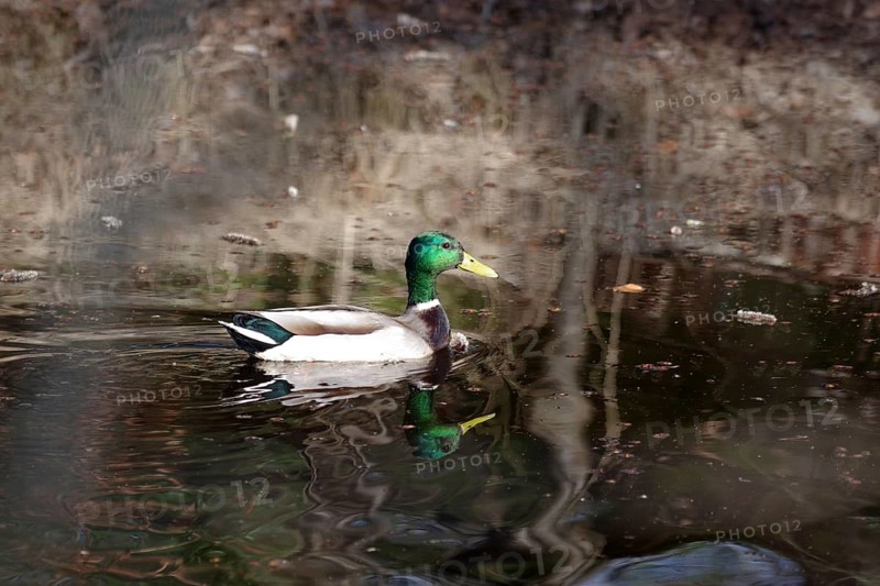 Mallard (Anas platyrhynchos), male, colour, pond, water, reflection, spring, Germany, The drake in his magnificent plumage swims alone in the small pond