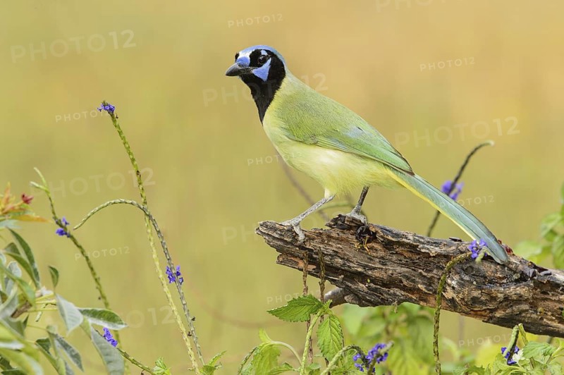 Green Jay (Cyanocorax luxuosus), Texas, USA