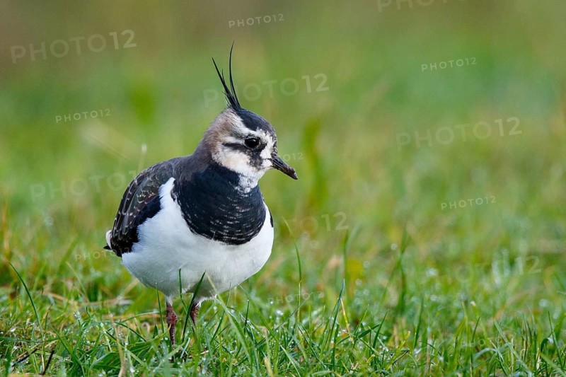 Northern Lapwing (Vanellus vanellus), Texel, Netherlands