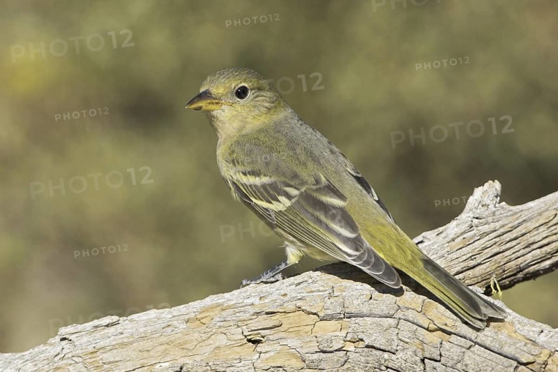 Western Tanager (Piranga ludoviciana) female, Oregon, USA