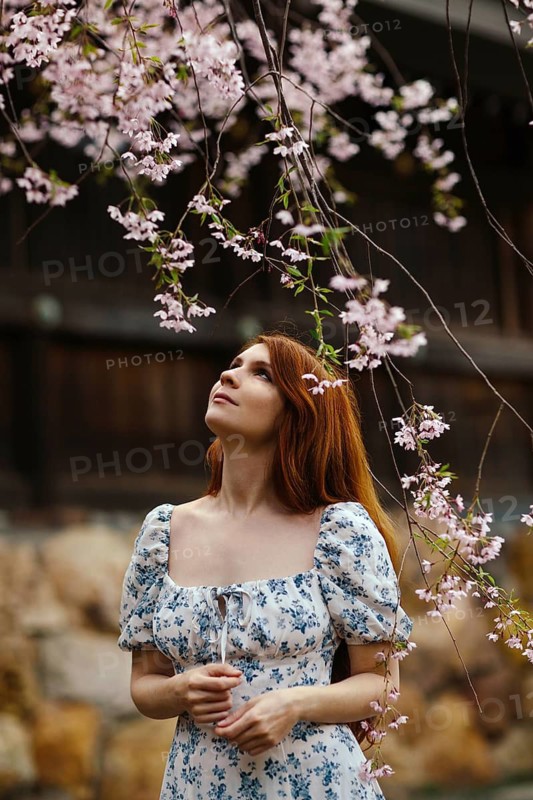 A woman gazes at blooming cherry blossoms in Japan, capturing the serene beauty of sakura season. The soft pink petals symbolize renewal during this springtime celebration