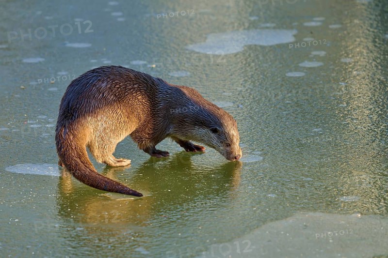 An otter, illuminated by the sun, exploring a patch of ice, winter, otter (Lutra lutra), Hesse, Germany