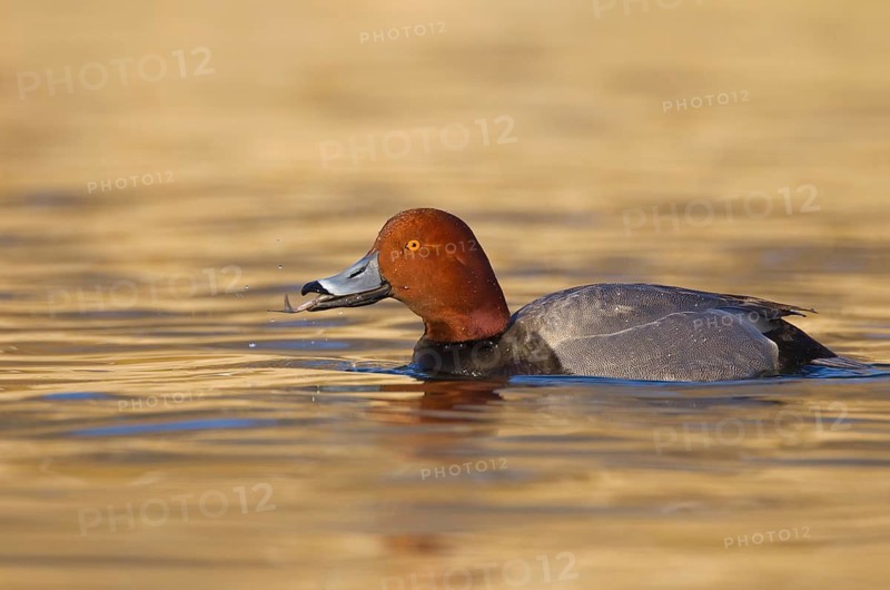 Redhead (Aythya americana) male, Ohio, USA