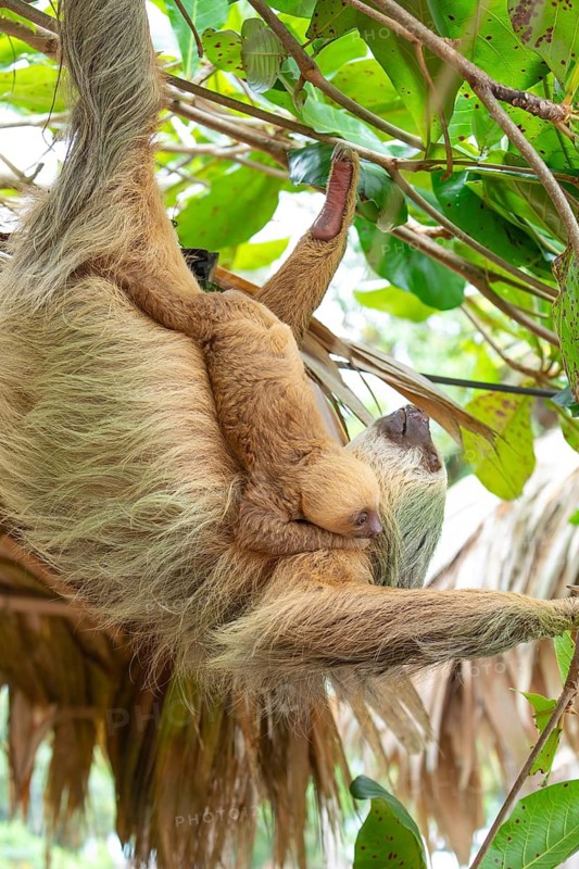 Daytime, two toed sloth (Choloepura hoffmanni) with baby on belly hanging in almond tree. Cahuita National Park, Limon, Costa Rica