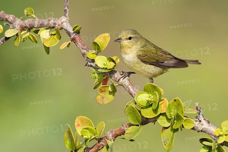 Tennessee Warbler (Leiothlypis peregrina) perched on a branch, Texas, USA
