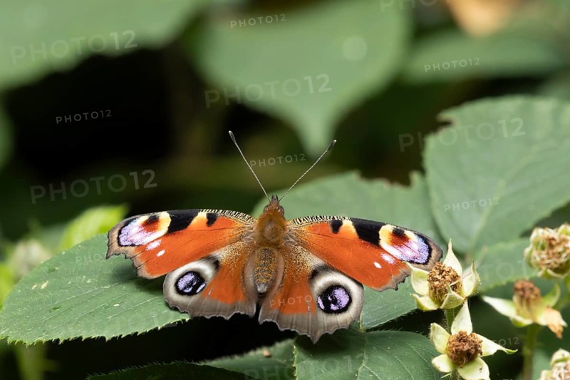 Peacock butterfly (Aglais io) adult insect resting on a Bramble leaf in summer, England, United Kingdom