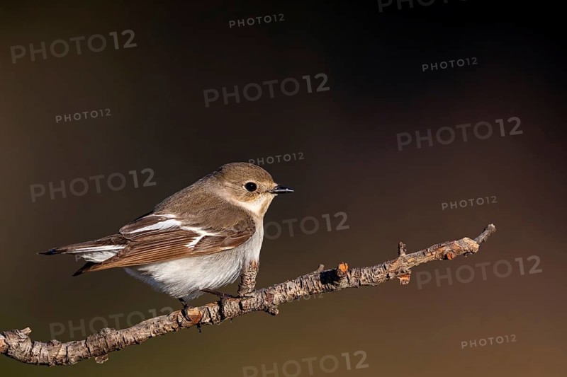 Halsbandschnäpper, Ficedula albicollis, Collared Flycatcher, Gobe-mouche à collier, Gobemouche à collier, Papamoscas Acollarado