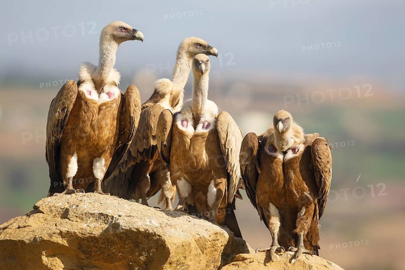 Griffon Vulture (Gyps fulvus) group perched on a rock, Spain