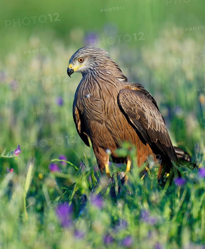 Black Kite (Milvus migrans) in a flower meadow, Castilla-La Mancha, Spain