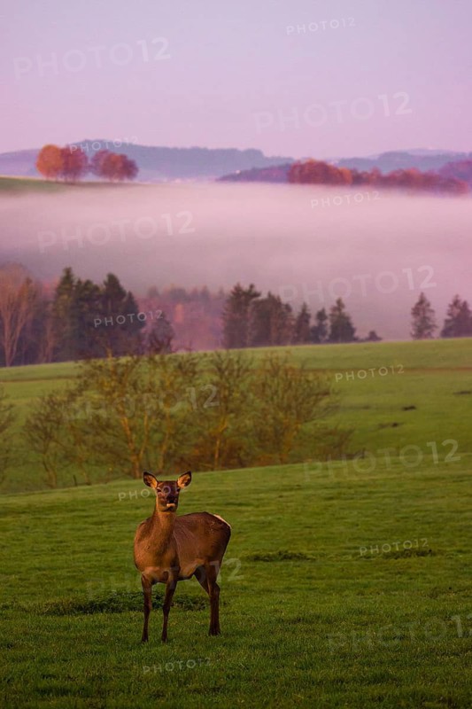A female Altai maral, Altai wapiti or Altai elk (Cervus canadensis sibiricus) stands on a meadow in the very first light of the day