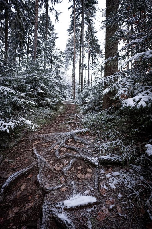 A natural path with tree roots and snow in the forest, Unterhaugstett, Black Forest, Germany