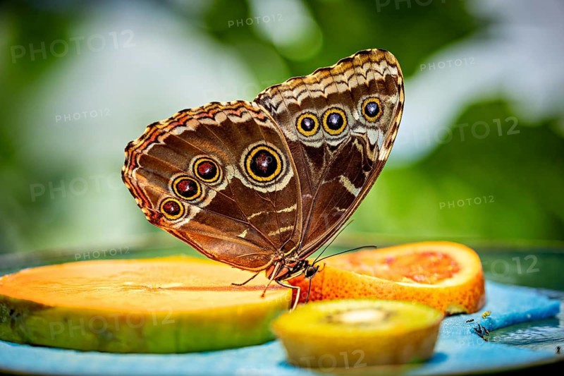 A butterfly with striking wing patterns sits on a slice of orange, surrounded by vibrant colours and a natural atmosphere, banana butterfly of the genus Caligo