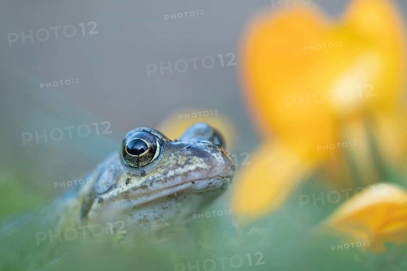 Common frog (Rana temporaria) adult amphibian amongst garden crocus flowers in spring, Suffolk, England, United Kingdom