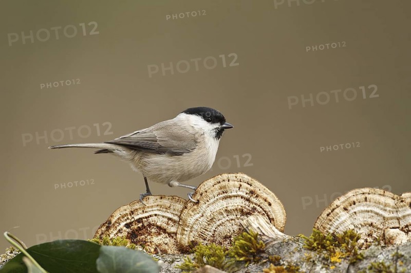 Marsh Tit (Poecile palustris), Rhineland-Palatinate, Germany