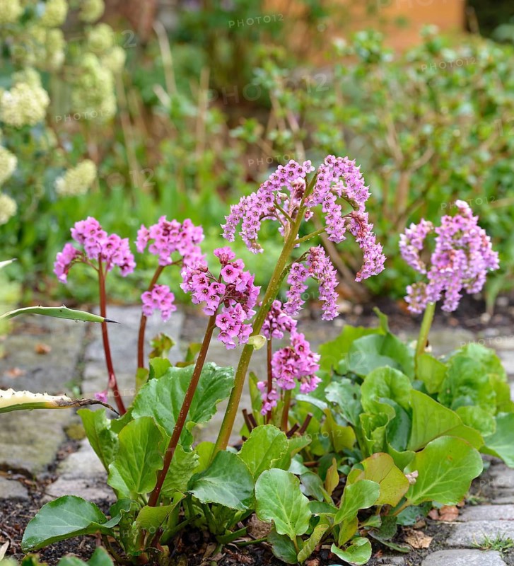 Bergenia (Bergenia cordifolia),  Germany
