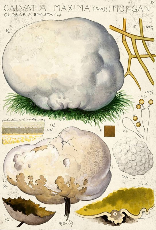Mushroom, fungi, giant bovist, giant dusty mushroom, Calvatia gigantea, syn. Calvatia maxima, authentic reproduction of an illustration by Hans Walty (1868-1948) from about 1915, historical