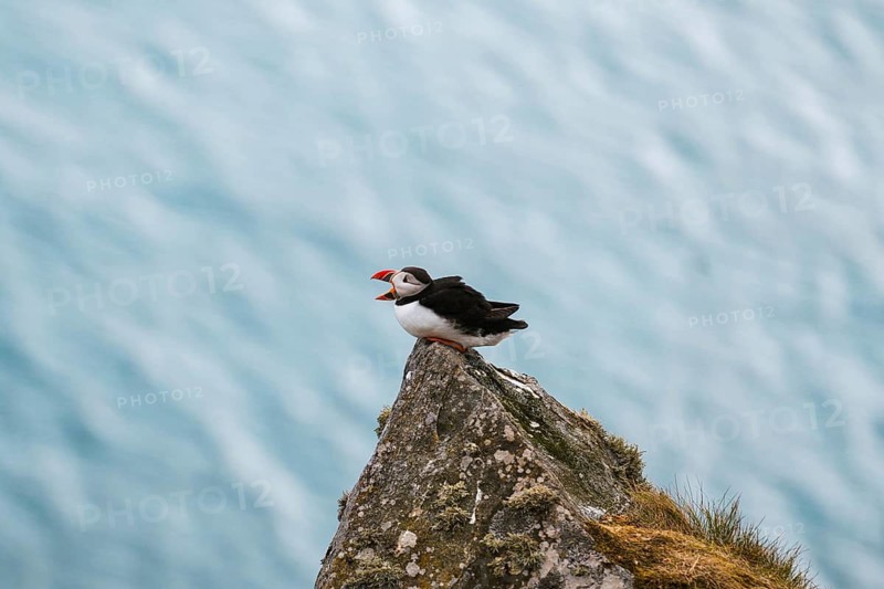 A vibrant puffin, Fratercula arctica, perched on a cliff in Norway, overlooking the vast sea Capturing the essence of Norway's rugged coastline and natural wildlife
